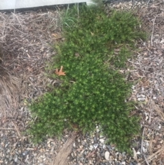 Myoporum parvifolium (Creeping Myoporum) at Red Hill, ACT - 13 May 2019 by 49892