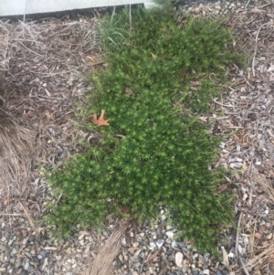 Myoporum parvifolium at Red Hill, ACT - 13 May 2019