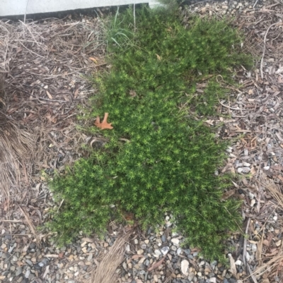 Myoporum parvifolium (Creeping Myoporum) at Red Hill Nature Reserve - 12 May 2019 by 49892