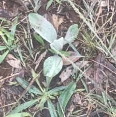 Verbascum thapsus subsp. thapsus (Great Mullein, Aaron's Rod) at Red Hill Nature Reserve - 12 May 2019 by 49892