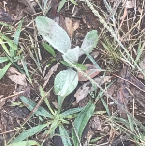 Verbascum thapsus subsp. thapsus at Red Hill, ACT - 13 May 2019