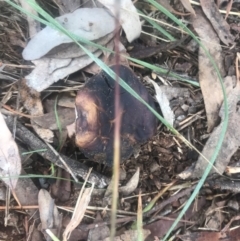 Unverified at Red Hill, ACT - 13 May 2019 by 49892