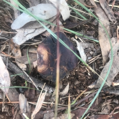 Unverified at Red Hill, ACT - 13 May 2019 by 49892