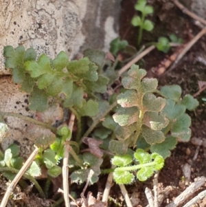 Asplenium subglandulosum at Majura, ACT - 14 May 2019 12:13 PM