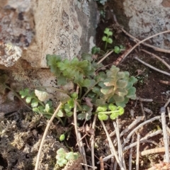 Pleurosorus rutifolius at Majura, ACT - 14 May 2019