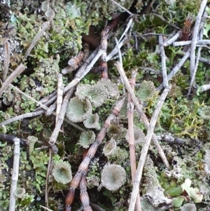 Cladonia sp. (genus) at Majura, ACT - 14 May 2019