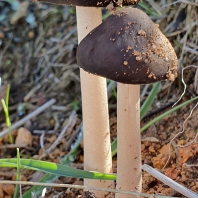 Oudemansiella 'radicata group' (Rooting shank) at Mount Majura - 14 May 2019 by AaronClausen