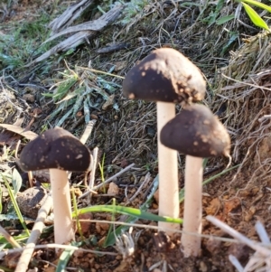 Oudemansiella 'radicata group' at Majura, ACT - 14 May 2019