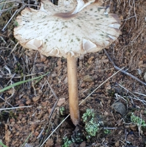 Oudemansiella 'radicata group' at Majura, ACT - 14 May 2019