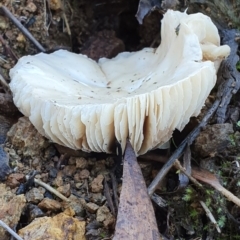 zz agaric (stem; gills white/cream) at Mount Majura - 14 May 2019 by AaronClausen