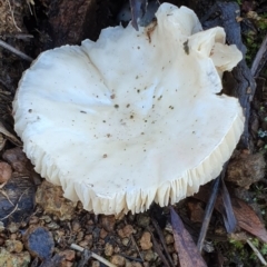 zz agaric (stem; gills white/cream) at Majura, ACT - 14 May 2019 12:32 PM