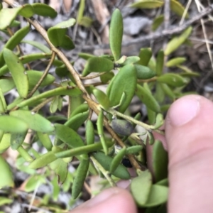 Persoonia mollis subsp. revoluta at Canyonleigh, NSW - 22 Nov 2018 10:11 AM