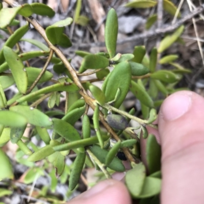 Persoonia mollis subsp. revoluta at Wingecarribee Local Government Area - 21 Nov 2018 by AaronClausen