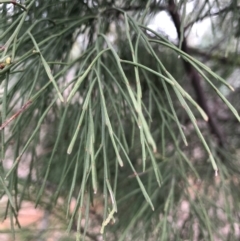 Exocarpos strictus at Red Hill, ACT - 13 May 2019 10:21 AM