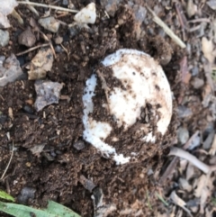 Unverified at Red Hill Nature Reserve - 13 May 2019 by 49892