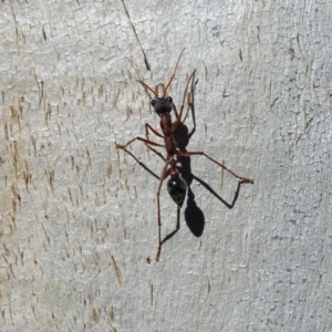 Myrmecia nigriceps at Isaacs Ridge - 14 May 2019