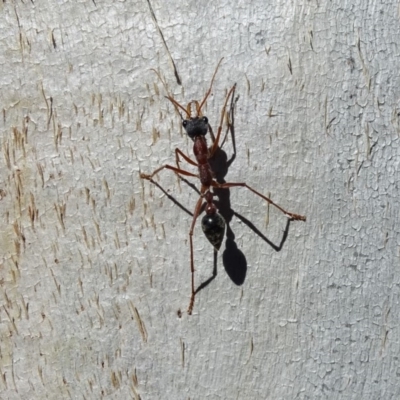 Myrmecia nigriceps (Black-headed bull ant) at Isaacs Ridge and Nearby - 14 May 2019 by Mike