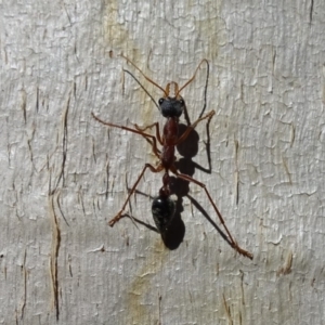 Myrmecia nigriceps at Isaacs Ridge - 14 May 2019