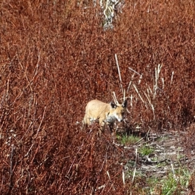 Vulpes vulpes (Red Fox) at Isaacs Ridge and Nearby - 14 May 2019 by Mike