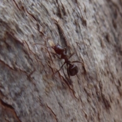 Acrodipsas myrmecophila (Small Ant-blue) at Symonston, ACT - 13 Nov 2018 by Christine