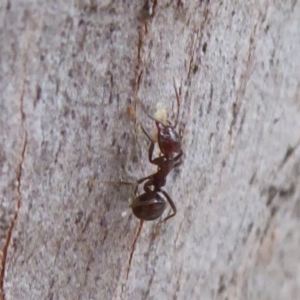 Acrodipsas myrmecophila at suppressed - suppressed