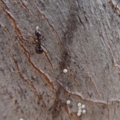 Acrodipsas myrmecophila at suppressed - suppressed