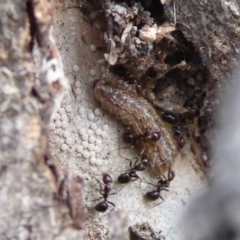 Acrodipsas myrmecophila (Small Ant-blue Butterfly) at Symonston, ACT by Christine