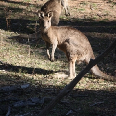 Macropus giganteus (Eastern Grey Kangaroo) at Deakin, ACT - 14 May 2019 by LisaH