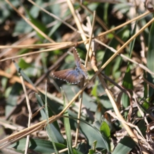 Theclinesthes serpentata at Deakin, ACT - 14 May 2019