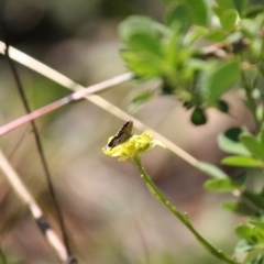 Theclinesthes serpentata at Deakin, ACT - 14 May 2019 04:18 PM