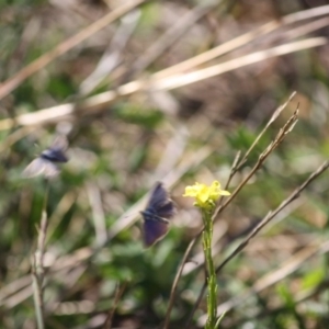 Theclinesthes serpentata at Deakin, ACT - 14 May 2019 04:18 PM