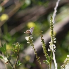 Theclinesthes serpentata at Deakin, ACT - 14 May 2019