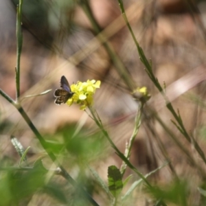 Theclinesthes serpentata at Deakin, ACT - 14 May 2019