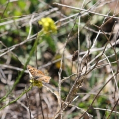 Junonia villida (Meadow Argus) at Deakin, ACT - 14 May 2019 by LisaH