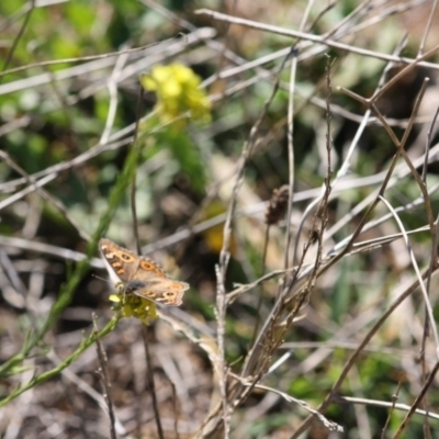 Junonia villida (Meadow Argus) at Red Hill Nature Reserve - 14 May 2019 by LisaH