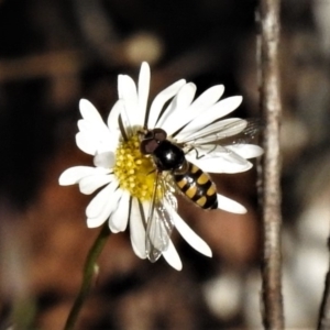 Melangyna viridiceps at Wanniassa, ACT - 14 May 2019 03:20 PM