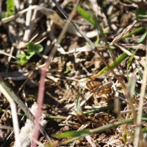 Scopula rubraria at Deakin, ACT - 14 May 2019