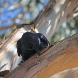 Corvus coronoides at Hughes, ACT - 14 May 2019 01:57 PM