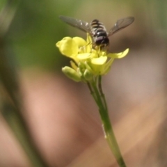 Melangyna sp. (genus) (Hover Fly) at Deakin, ACT - 14 May 2019 by LisaH