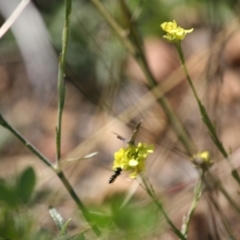 Melangyna sp. (genus) at Deakin, ACT - 14 May 2019 04:18 PM