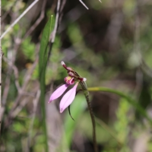 Eriochilus magenteus at Booth, ACT - 10 Feb 2019