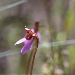 Eriochilus magenteus at Booth, ACT - 10 Feb 2019