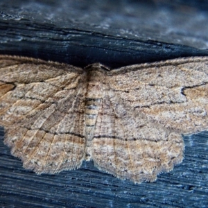 Ectropis excursaria at Banks, ACT - 11 May 2019