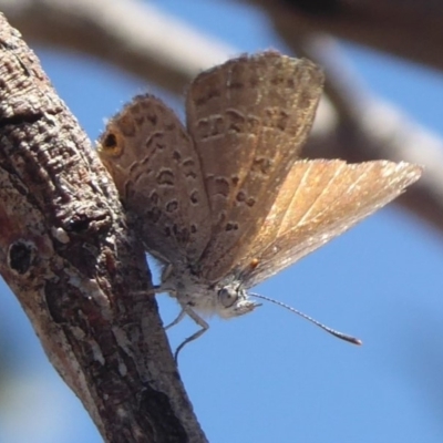 Acrodipsas myrmecophila (Small Ant-blue Butterfly) by Christine