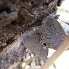 Acrodipsas myrmecophila (Small Ant-blue Butterfly) at Symonston, ACT by Christine