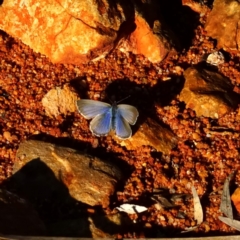 Zizina otis (Common Grass-Blue) at Hackett, ACT - 14 May 2019 by dimageau