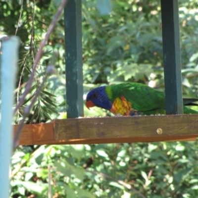 Trichoglossus moluccanus (Rainbow Lorikeet) at Florey, ACT - 14 May 2019 by Kurt