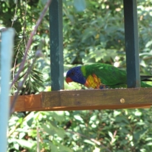 Trichoglossus moluccanus at Florey, ACT - 14 May 2019