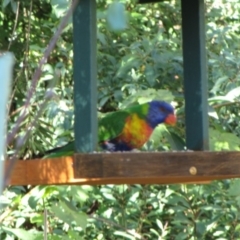 Trichoglossus moluccanus at Florey, ACT - 14 May 2019 10:08 AM