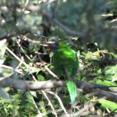 Trichoglossus moluccanus at Florey, ACT - 14 May 2019 10:08 AM